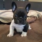 French Bulldog babies Kc registered