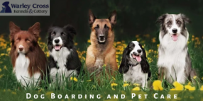 Boarding your dogs with a caring touch