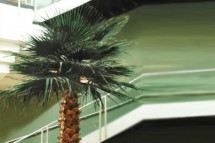 Buy exquisite Washingtonia palm trees in Dubai.