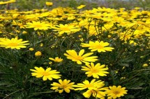 Buy Native Plants Online - Best Deals & Quality Selection