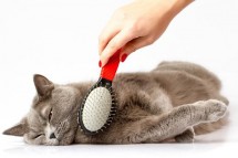 Best Abu Dhabi Cat Grooming Services | Crazy Pets