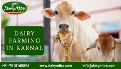 Dairy Farming in Karnal