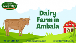 Dairy Farming in Ambala