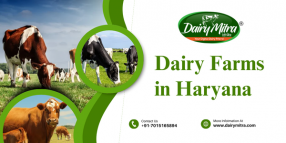 Dairy Farms in Haryana