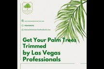 Get Your Palm Trees Trimmed by Las Vegas Professionals