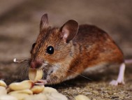 Reliable Rat Removal in Houston for a Rodent-Free Home