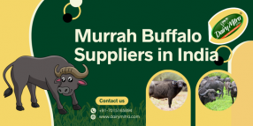 Murrah Buffalo Suppliers in India