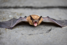 Expert Bat Removal in Houston - Fast & Safe Service