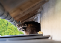 Expert Raccoon Removal in Houston – Protect Your Home Today!