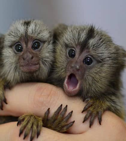 Baby marmoset monkeys for adoption. - Pets in Dubai Creek Harbour